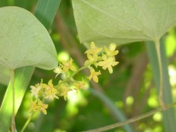 Dioscorea sylvatica